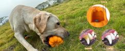 PROKEl Dog Rope Fetch Exercise ToyforMedium  Large Aggressive Chewers BreedDogsChew Interactive Toys Training Tug Of WarBallsindoor And Outdoor Hallow