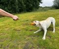 PROKEl Dog Rope Fetch Exercise ToyforMedium  Large Aggressive Chewers BreedDogsChew Interactive Toys Training Tug Of WarBallsindoor And Outdoor Hallow