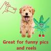 My Name is MJ, Cute Stuffed Parody Marijuana Leaf Dog Toy, Funny Squeaky Weed Toy, Cool Plush Novelty 420 Gift for Puppies & Small