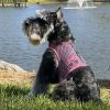 Cool Mesh Dog Harness Under the Sea Collection