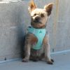 American River Solid Ultra Choke Free Dog Harness