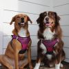 American River Choke Free Dog Harness Ombre Collection