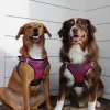 American River Choke Free Dog Harness Ombre Collection