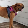 American River Choke Free Dog Harness Ombre Collection