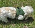 American River Solid Ultra Choke Free Dog Harness