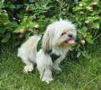 American River Solid Ultra Choke Free Dog Harness