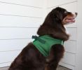 American River Solid Ultra Choke Free Dog Harness