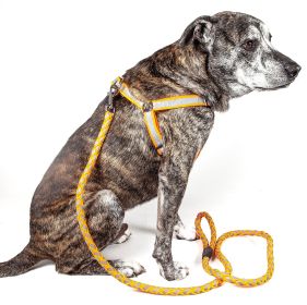 Reflective Stitched Easy Tension Adjustable 2-in-1 Dog Leash and Harness (Size: Medium)