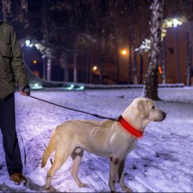 LED Dog Collar USB Rechargeable Adjustable Dog Safety Collar Night Safety Flashing Luminous Light up Collar (Option:: L_Red)