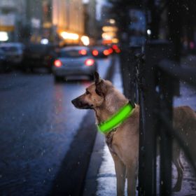 LED Dog Collar USB Rechargeable Adjustable Dog Safety Collar Night Safety Flashing Luminous Light up Collar (Option:: XL_Green)