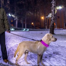 LED Dog Collar USB Rechargeable Adjustable Dog Safety Collar Night Safety Flashing Luminous Light up Collar (Option:: L_Color)