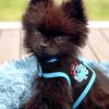 Cool Mesh Dog Harness Under the Sea Collection