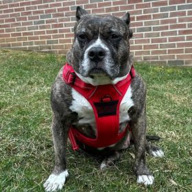 Venture Paw Pull Control Dog Harness (yellow: Crimson, Extra Large:: X-Small)