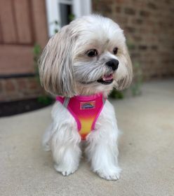 American River Choke Free Dog Harness Ombre Collection (yellow: Raspberry Pink and Orange, Extra Large:: 2X-Large)