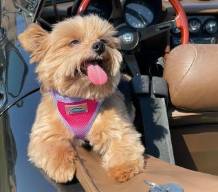 American River Choke Free Dog Harness Ombre Collection (yellow: Raspberry Sundae, Extra Large:: large)